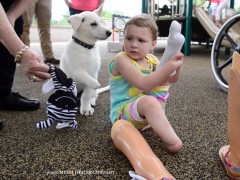 Sapphyre Johnson, 3, who has two prosthetic feet, meets her new dog, Lt. Dan at Shriner's Hospital for Children on Monday. Lt. Dan was born missing one of his front paws