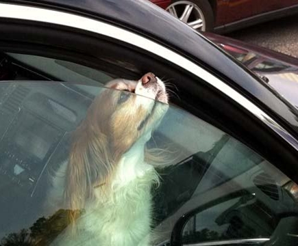 police officer decided to teach a woman a lesson after she left her dog in a hot car