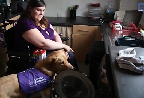 Griffin the adorable golden retriever cross will do anything for disabled owner Clare Syversten - including getting her dressed, loading the washing machine - and even flushing the toilet