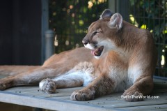 Lion Kills American Woman